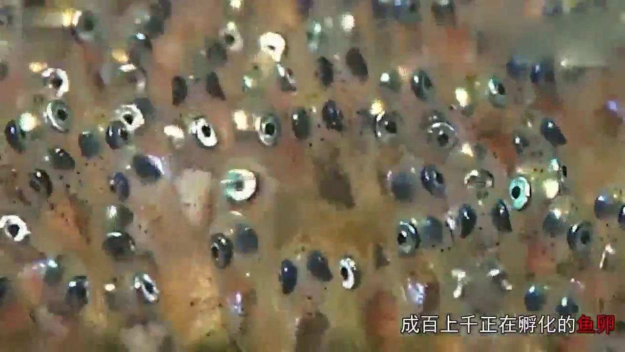 涨知识!原来鱼卵是这样孵化的