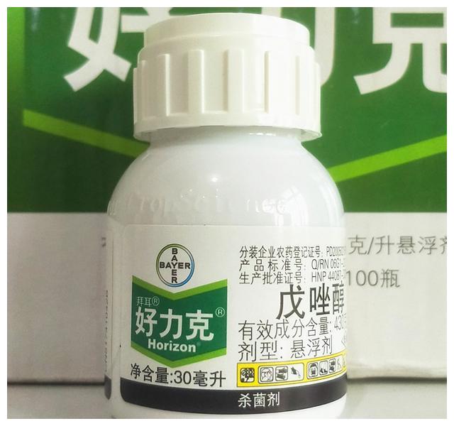 月季初春病害多，防治教程都在此(图12)