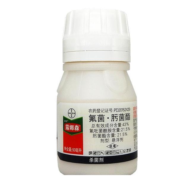 月季初春病害多，防治教程都在此(图4)