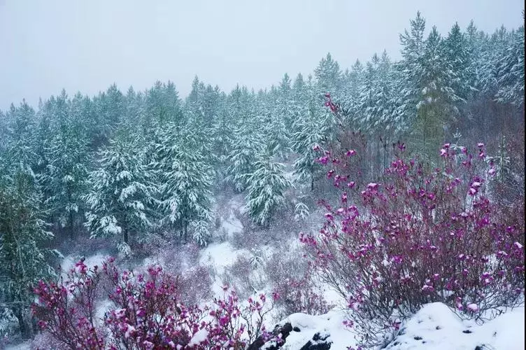北国之春不等于冰天雪地,一起来看大兴安岭的花花世界