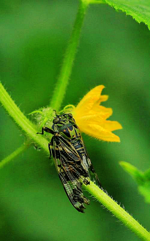 夏至到,鹿角解,蝉始鸣,半夏生,木槿荣。