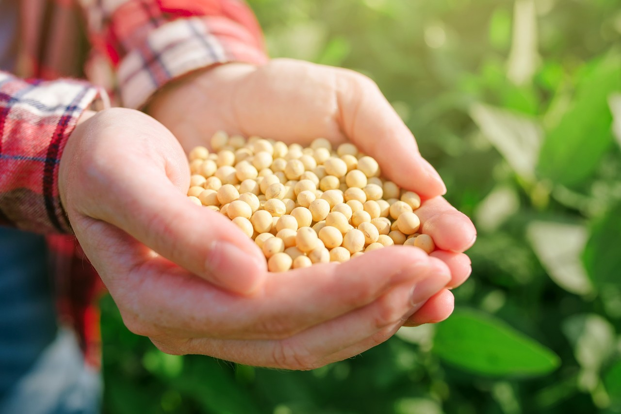 表情 今年大豆补贴有多少 每亩比玉米高200元 大豆 玉米 春耕 新浪网 表情 