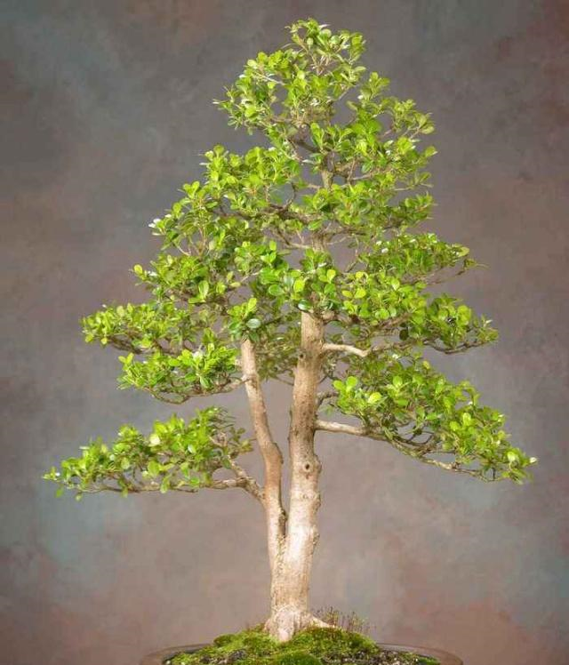 盆景课堂——黄杨的日常养护与栽培技巧