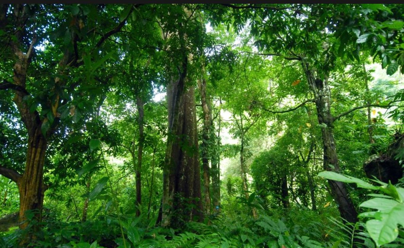 2024亚龙湾热带天堂森林公园游玩攻略,亚龙湾热带天堂森林公园-《非...【去哪儿攻略】