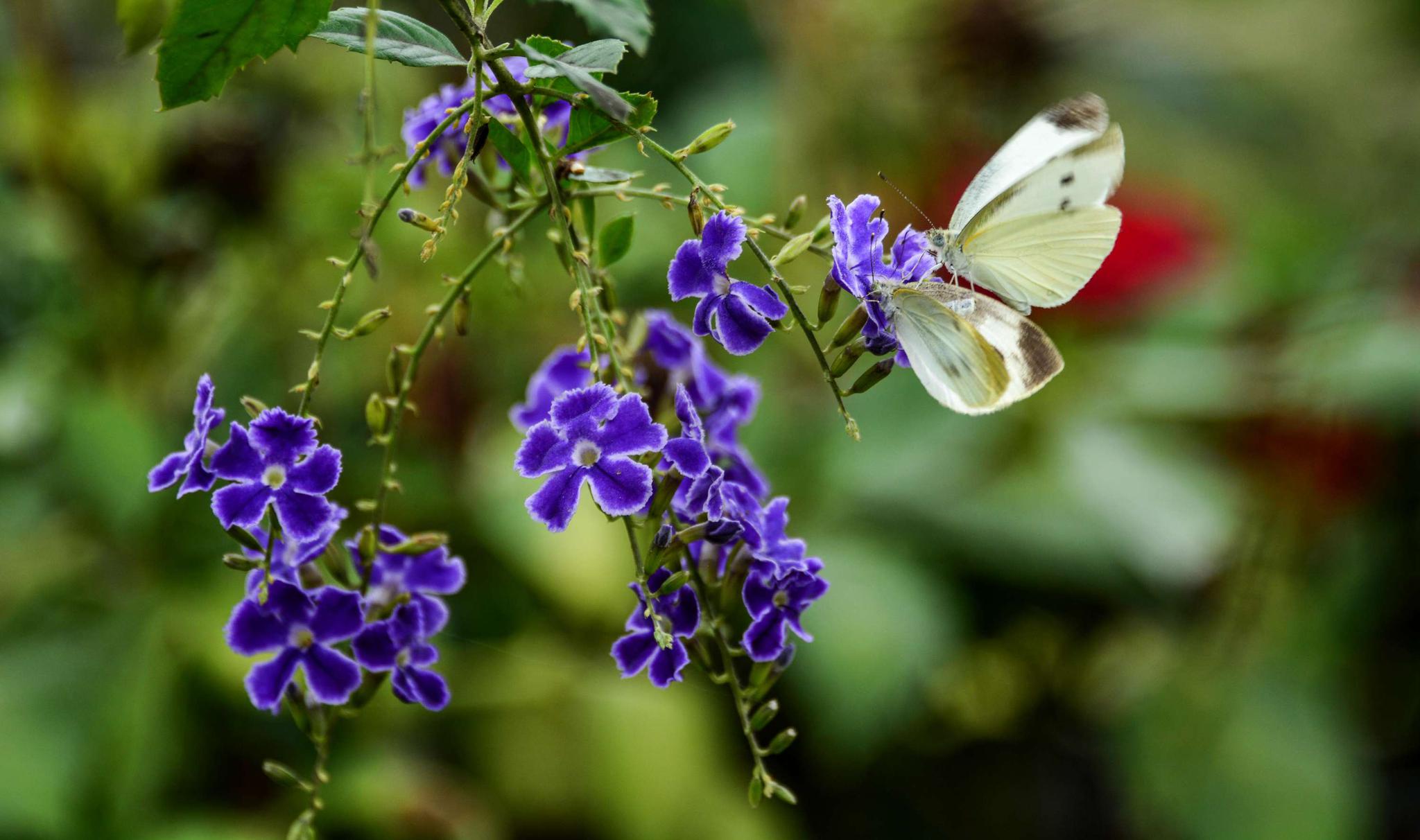 夏花灿烂的农家小院