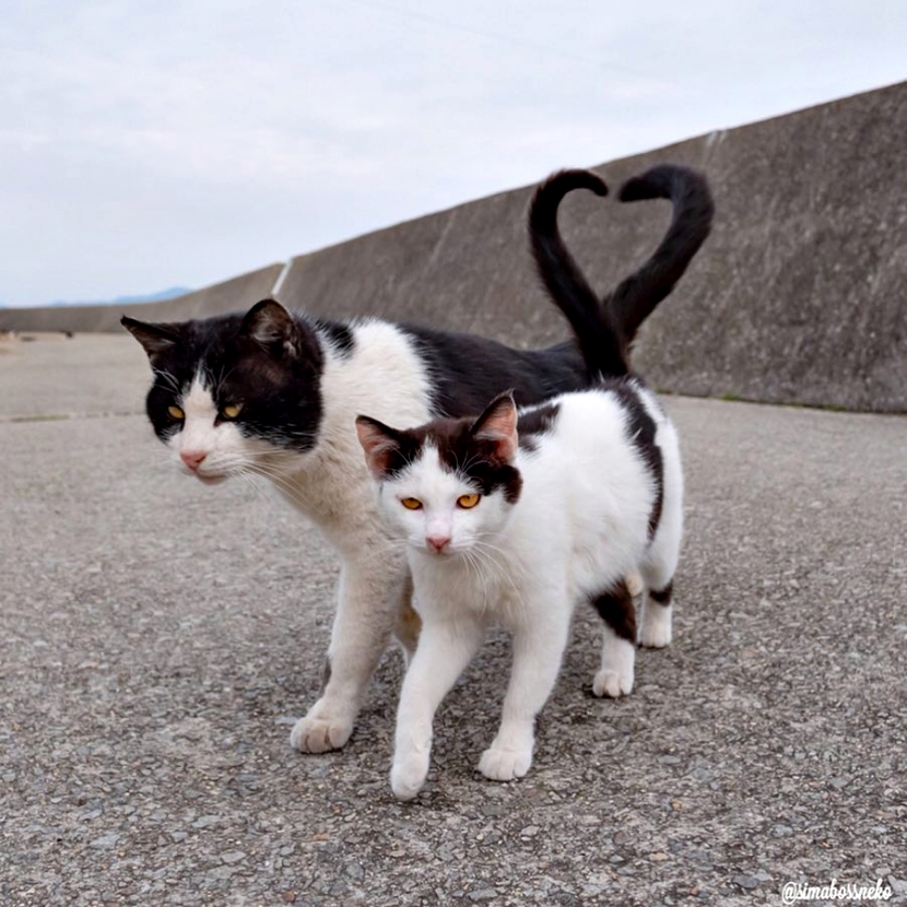 一位摄影师“猫的互动”作品系列︰温馨、治愈、爱情与激情