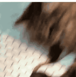这年头老鼠不仅不怕猫,还要喵星人亲亲抱抱举高高