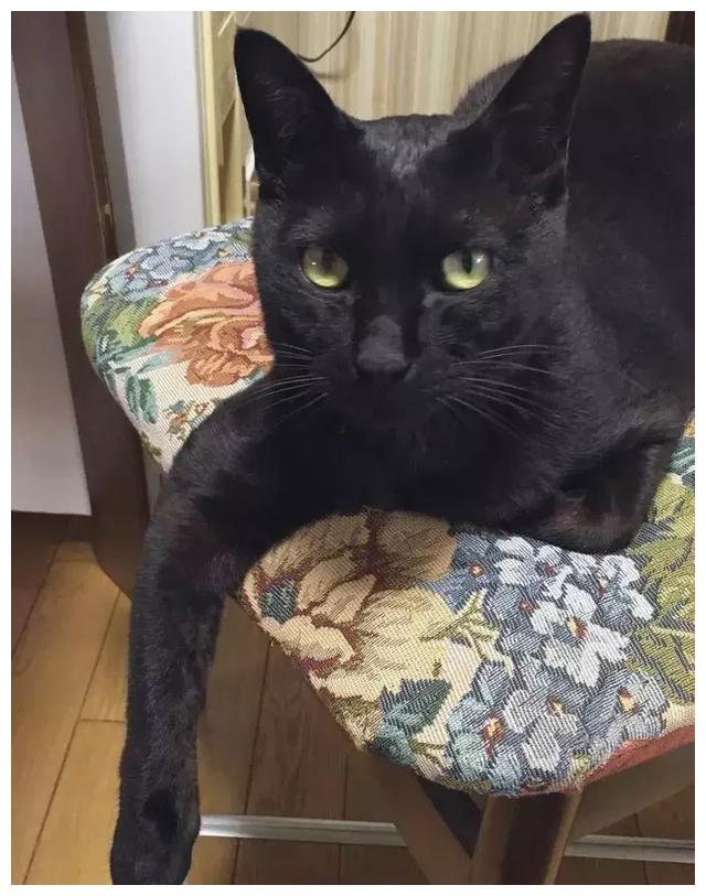 岛国网友分享自己养猫前后的残酷对比 原来养了一只假