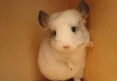 养龙猫的危害有哪些?龙猫缺点盘点