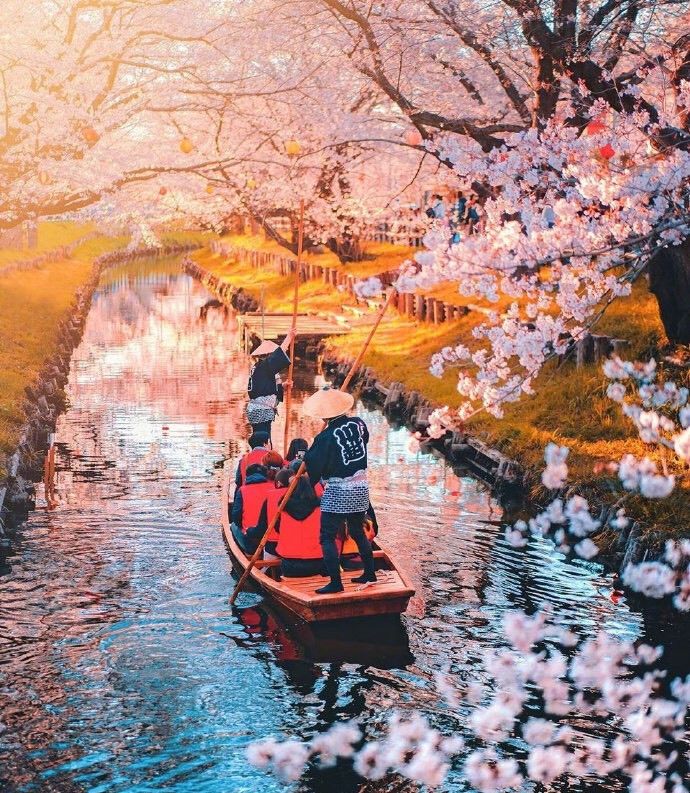 2020年日本樱花祭,粉粉的少女心