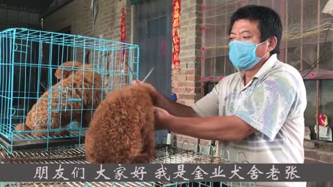 20养犬师傅给泰迪剪毛，修剪方法毫不保留献出，你还去宠物店吗？