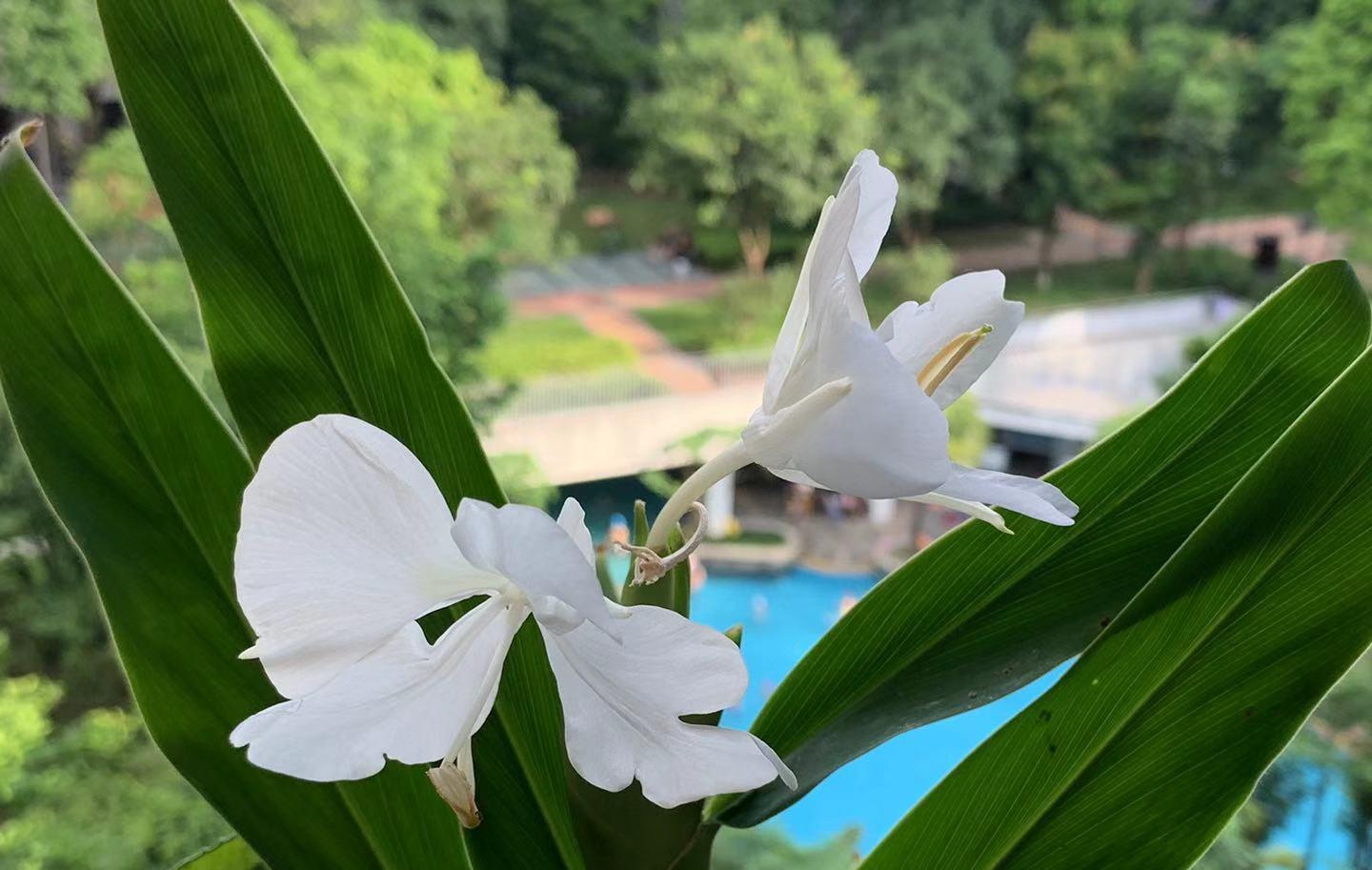 一杯径醉帻自堕,灯下发影看鬖花.故巢肯作儿女恋,异境会向乡闾夸.