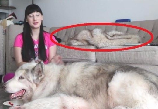 女孩养了一只"巨型犬",比人还大,女孩背后的沙发亮了