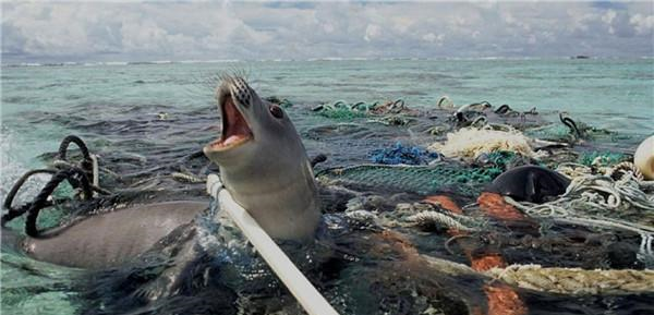 过滤无用，致海洋生物丧命的塑料微粒，可能就在我们的食物里