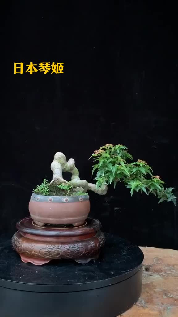 世界上叶子最小的枫树日本琴姬红枫