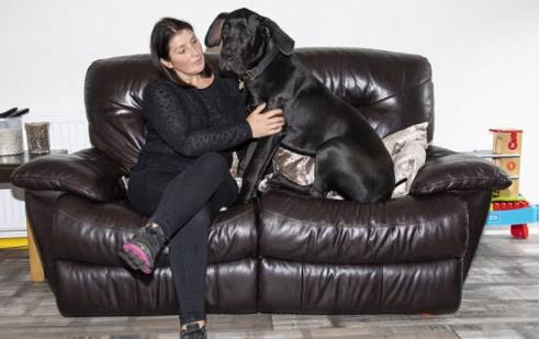 体型最大的狗排行榜_图高加索犬:世界体型最大的狗被称“犬中之王”(2)