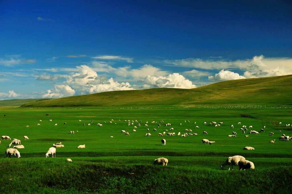 中国最大最美的草原:面积近1.5亿亩,没有污染,牛羊成.