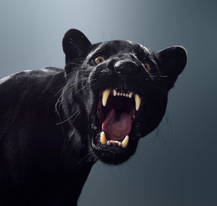 动物凶猛:摄影师用给明星拍写真的方式,给狮虎豹拍照