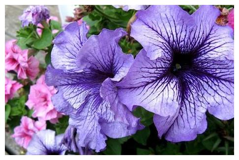 七天之后,月老灵签!缘聚缘散,命中注定,旧情复合不再走