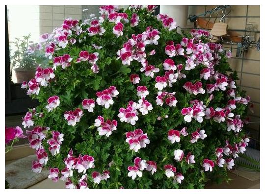 七天之后,月老灵签!缘聚缘散,命中注定,旧情复合不再走