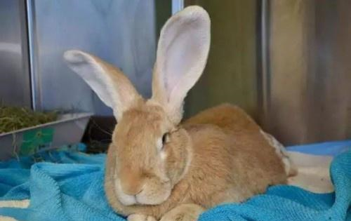 巨型兔子被送到收容所安乐死,工作人员却