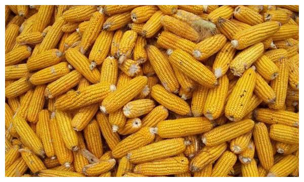 买玉米种子注意了，这些品种农业部门已禁止推广和销售