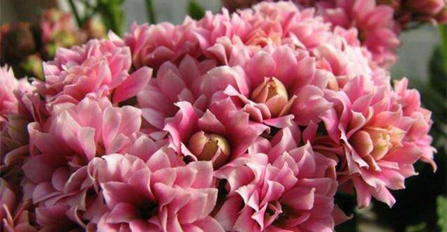 长寿花花败后修剪图解|长寿花|植株|枝条_新浪