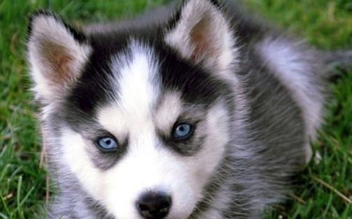 世界上最不忠诚的狗狗排名,并不是所有狗狗都