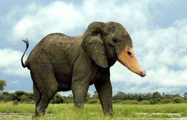 蛇吃大象 猜成语_世界上最大的蛇吃大象(3)