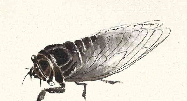 一把斧子一只蝗虫猜一成语_蝗虫图片(3)