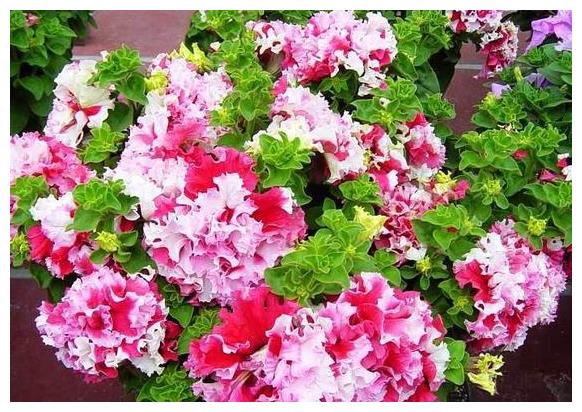 七天之后,月老灵签!缘聚缘散,命中注定,旧情复合不再走