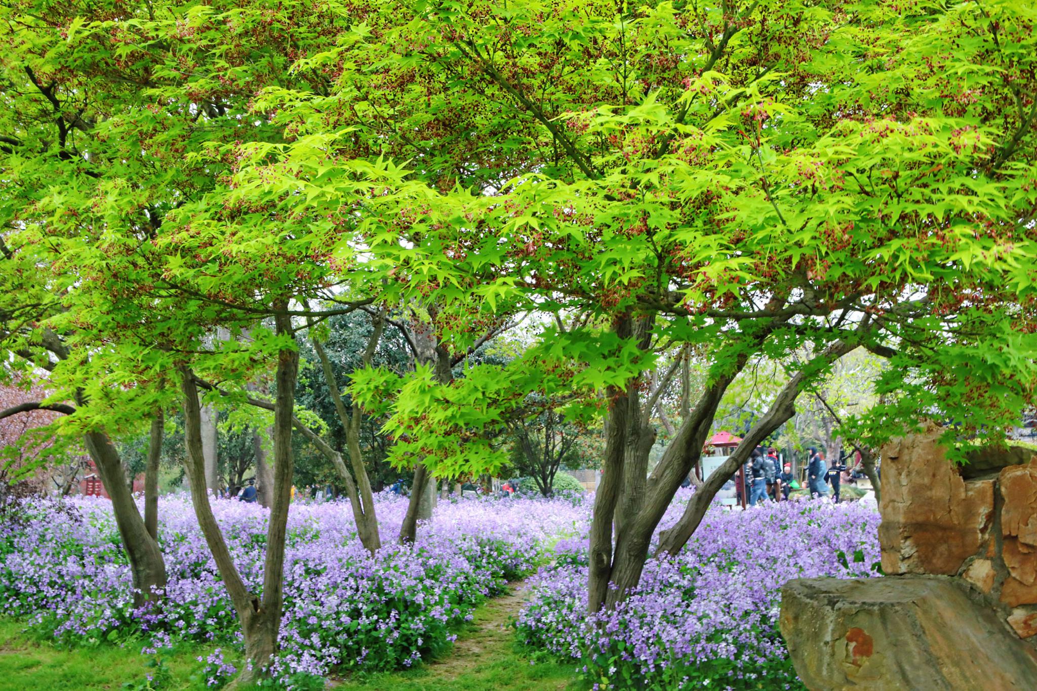 三月扬州究竟有多美?多少代诗词都在赞美!