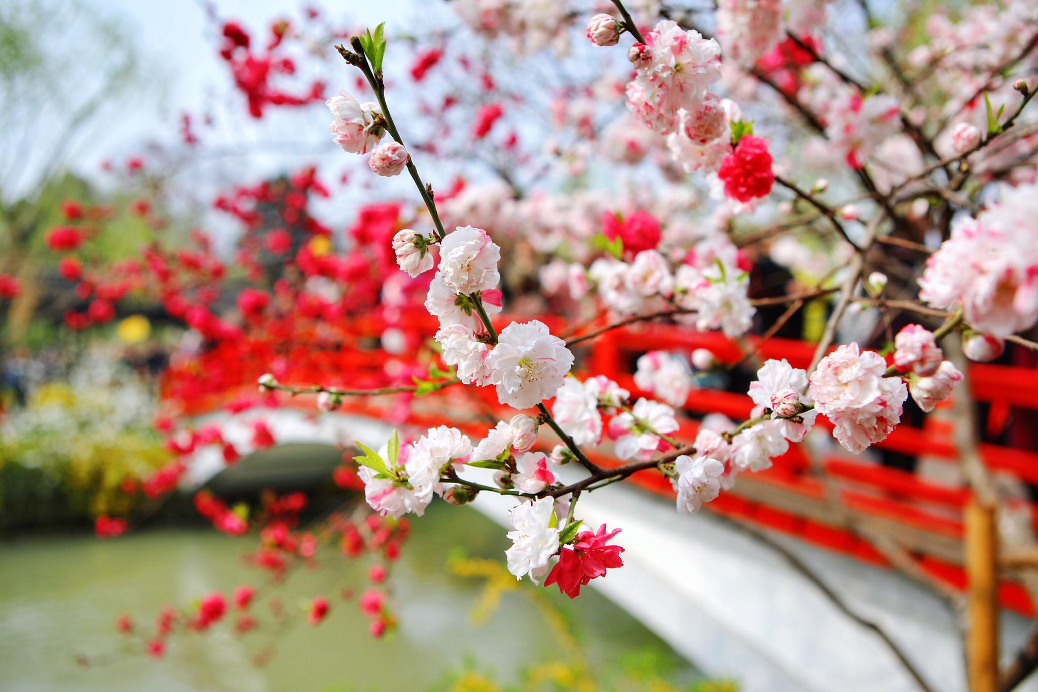 三月扬州究竟有多美?多少代诗词都在赞美!