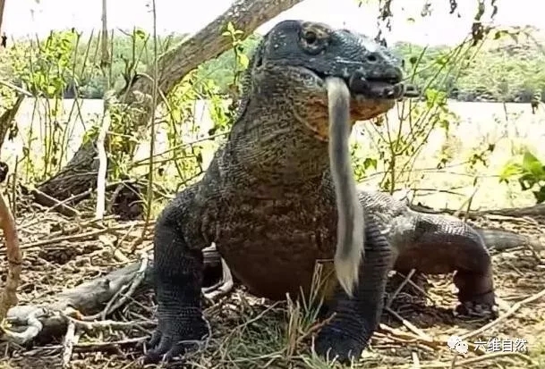 巨蜥恐怖吞食能力:3米科莫多龙几秒几口就吞食了大猴子!
