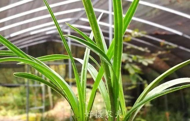 兰花黄叶了该怎么补救?相信兰友都遇到过这种情况
