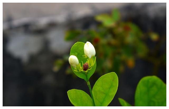 冬季茉莉花总黄叶，4大原因看一看，叶绿油亮蹭蹭窜