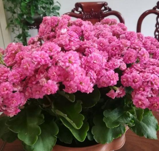 想把长寿花养好,告诉你4个"管理要点",枝叶繁茂,开花上百朵