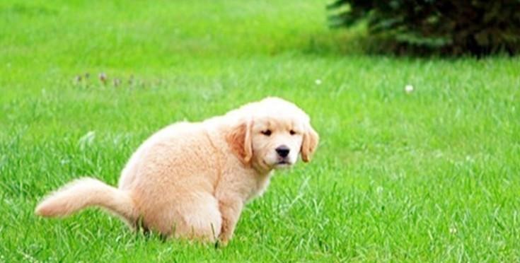 羞羞, 狗狗上厕所时会看着主人?