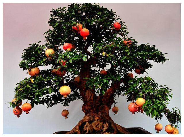 你家石榴盆景还没开花?简单几步,让开花的石榴更具观赏性!