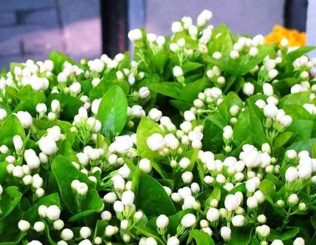 这4种花“欠修理”，要经常来几刀，才能枝繁叶茂，花开不断