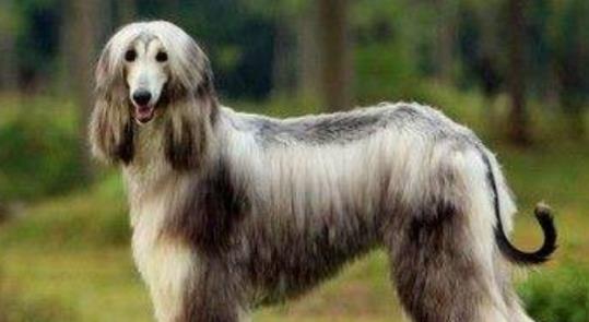 世界上最不忠诚的狗狗排名,并不是所有狗狗都