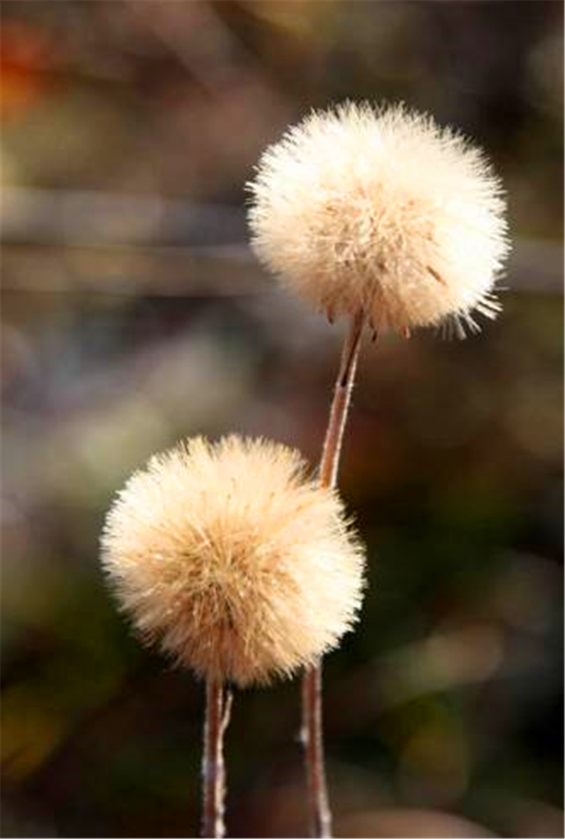 北京及周边地区徒步路线推荐一： 房山波峰岭红叶徒步路线
