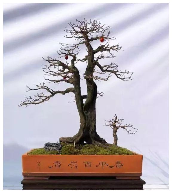 一组老鸦柿盆景佳作欣赏,"果"然喜人