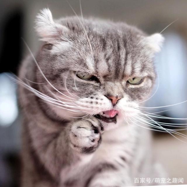 猫咪天生一副不爽样每秒表情都超凶狠竟意外受网友喜欢