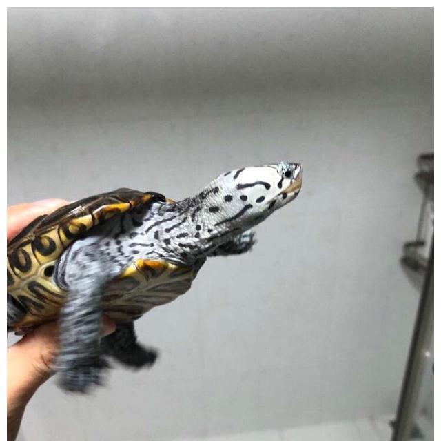 价格越高的龟就越难养？真是这样子吗？