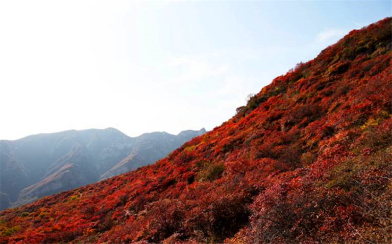 北京及周边地区徒步路线推荐一： 房山波峰岭红叶徒步路线