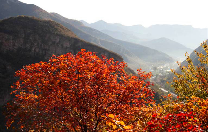 北京及周边地区徒步路线推荐一： 房山波峰岭红叶徒步路线