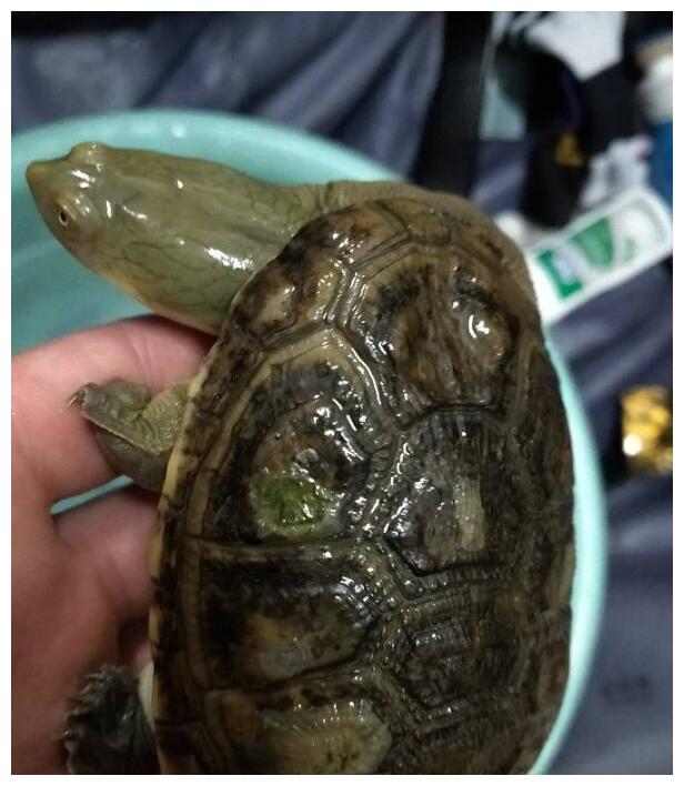 价格越高的龟就越难养？真是这样子吗？
