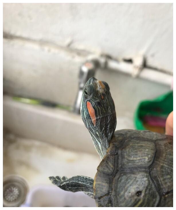 价格越高的龟就越难养？真是这样子吗？