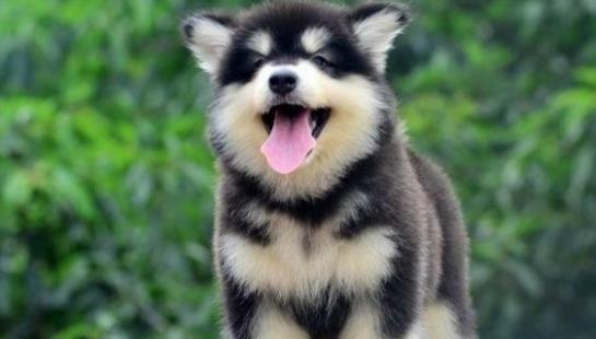 世界上最不忠诚的狗狗排名,并不是所有狗狗都